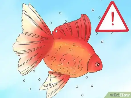 Image titled Tell if a Goldfish Is Pregnant Step 7