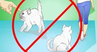 Stop Kittens from Crying