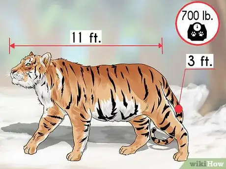 Image titled Identify a Siberian Tiger Step 5