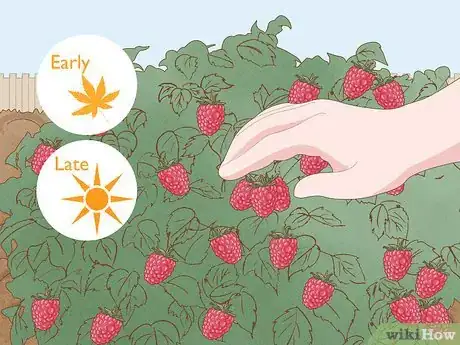 Image titled Grow Raspberries Step 21