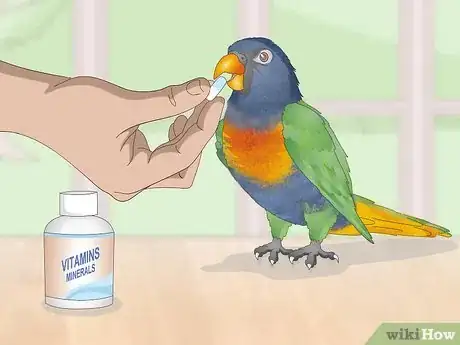 Image titled Treat Psittacine Beak and Feather Disease in Lories and Lorikeets Step 9
