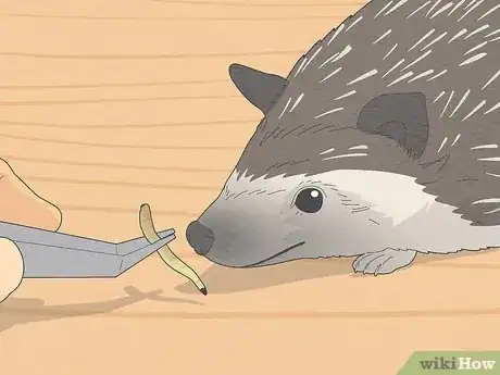 Image titled Take Care of a Hedgehog Step 3
