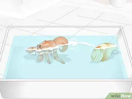 Image titled Give Your Hermit Crab a Bath Step 7