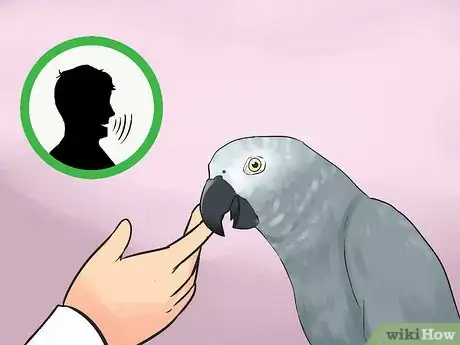 Image titled Know if an African Grey Parrot Is Right for You Step 2
