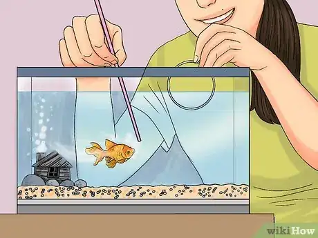 Image titled Train Goldfish Step 13