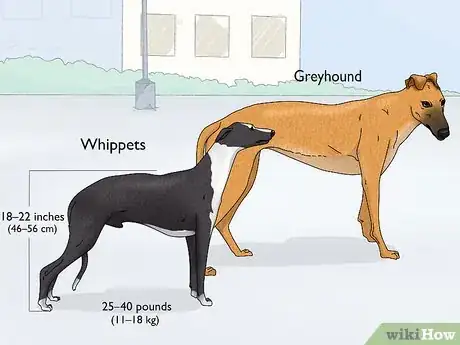 Image titled Identify a Greyhound Step 16