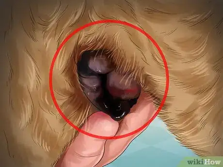 Image titled Help Your Dog After Giving Birth Step 19