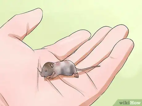 Image titled Care for a Pregnant Pet Rat Step 14