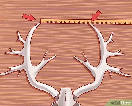 Image titled Score Deer Antlers Step 6