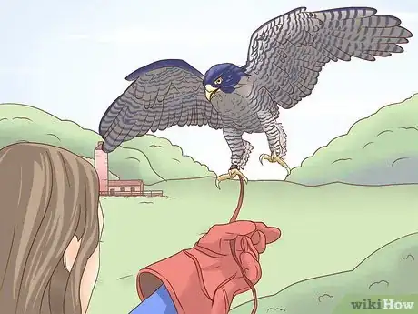 Image titled Become a Falconer Step 15