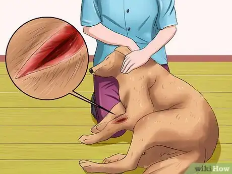 Image titled Clean a Dog's Wound Step 1