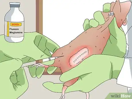 Image titled Take Care of a Rat with Cancer Step 11