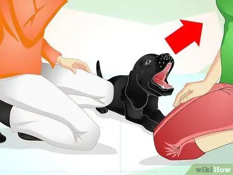 Image titled Deliver Ear Medication to Dogs Step 6