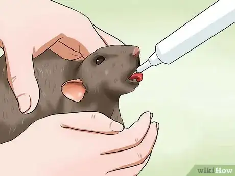 Image titled Syringe Feed a Sick Rat Step 7