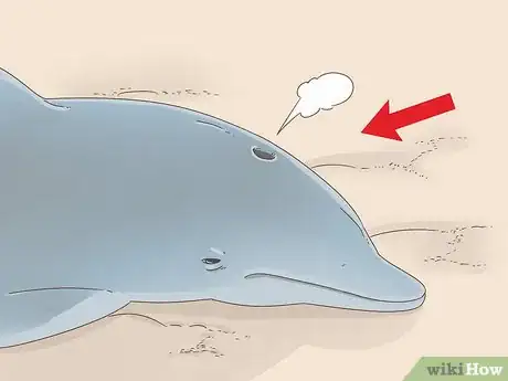 Image titled Save a Stranded Dolphin Step 3