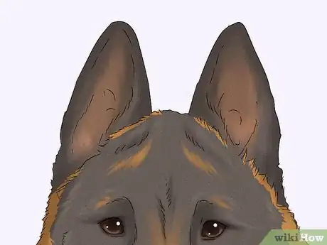 Image titled Identify a Belgian Malinois Step 4