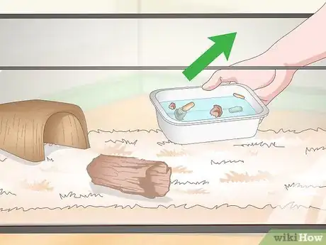 Image titled Get Rid of Mites on Snakes Step 7