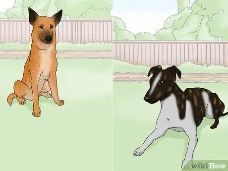Image titled Identify a Greyhound Step 11