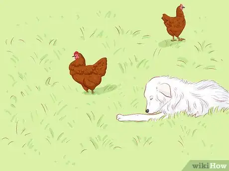 Image titled Protect Chickens from Feral Animals Step 10