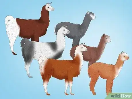 Image titled Llama vs Alpaca Step 5