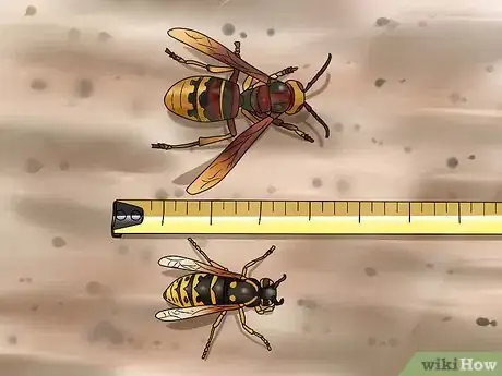 Image titled Identify a Hornet Step 6
