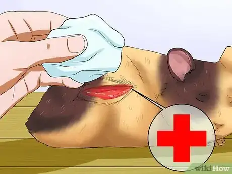 Image titled Take Care of a Found Injured Hamster Step 10