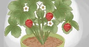Plant Strawberries Indoors
