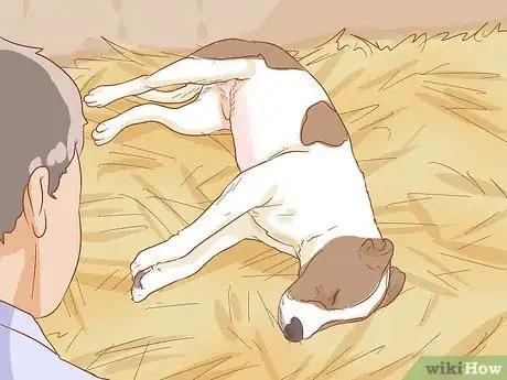 Image titled Help Your Dog Through a Stroke Step 7