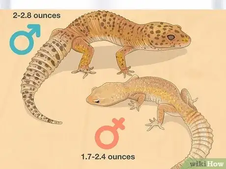 Image titled Sex Leopard Geckos Step 8
