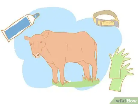 Image titled Collect Semen from a Bull for a Breeding Soundness Exam Step 1