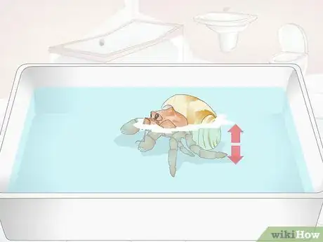 Image titled Give Your Hermit Crab a Bath Step 3