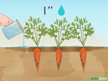 Image titled Grow Carrots Indoors Step 11