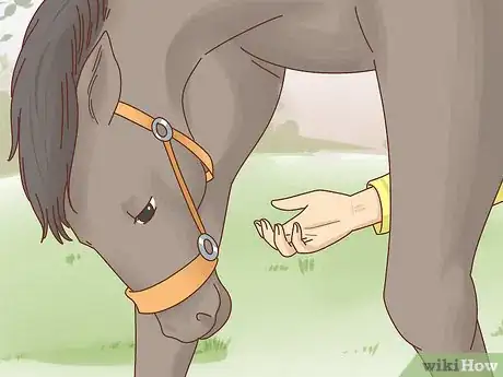 Image titled Teach a Horse to Bow Step 15