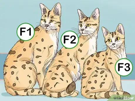 Image titled Identify a Savannah Cat Step 6