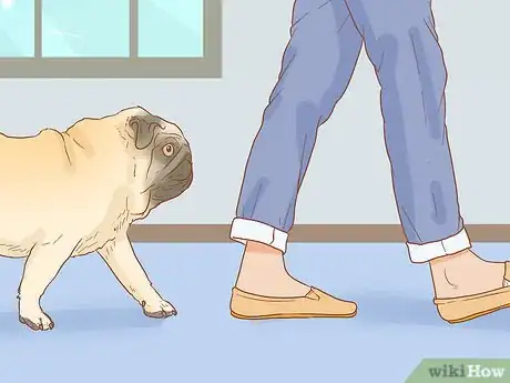 Image titled Identify a Pug Step 14