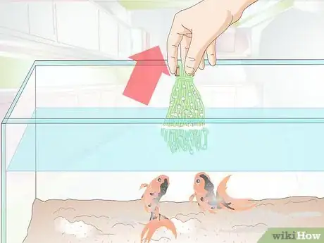 Image titled Raise Goldfish Fry Step 1