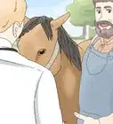 Help a Horse with a Thrown Shoe