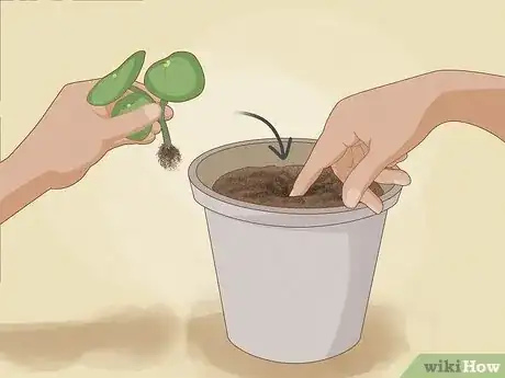 Image titled Propagate Pilea Step 3