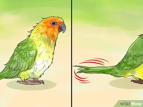 Image titled Interact with Your Conure Step 7