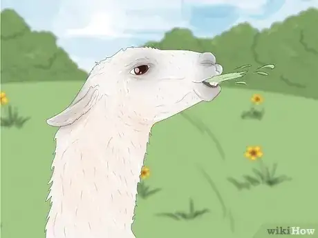 Image titled Llama vs Alpaca Step 6