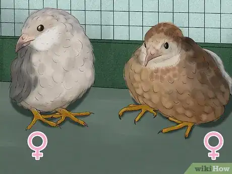 Image titled Keep Multiple Button Quail Step 10