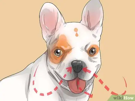 Image titled Diagnose Breathing Problems in French Bulldogs Step 1