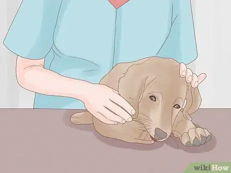Image titled Solve Your Dog's Skin and Scratching Problems Step 9