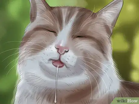 Image titled Stop Your Cat from Drooling Step 9