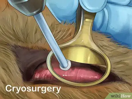 Image titled Handle Feline Eosinophilic Granuloma Complex Step 5