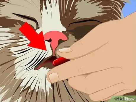 Image titled Treat a Cat's UTI Step 8