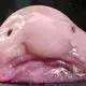 DA_BLOBFISHHYYY