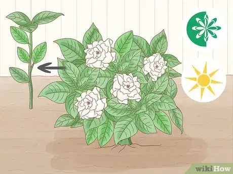 Image titled Grow Gardenia from Cuttings Step 1