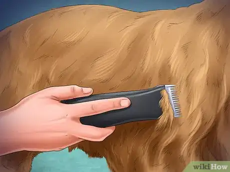 Image titled Help Your Dog After Giving Birth Step 17