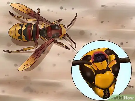 Image titled Identify a Hornet Step 8